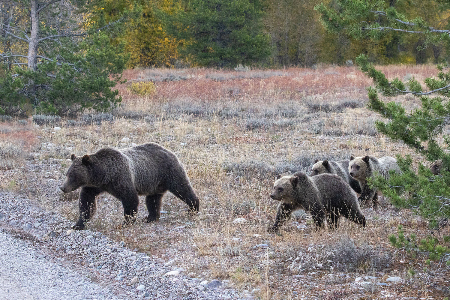 Grizzly 399 leads her quad cubs from the nearby forest into the open meadows across Pilgrim Creek.
