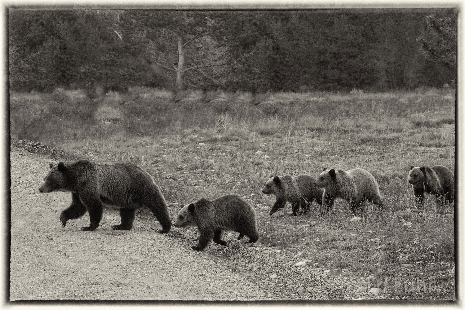Grizzly 399 and her four cubs cross Pilgrim road.