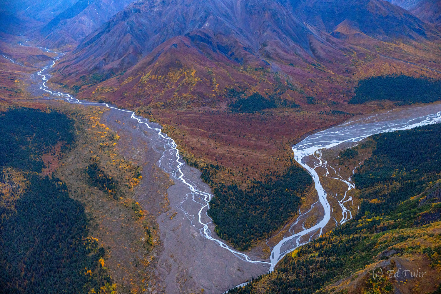 Originating in the Alaskan Range, the braids of the Toklat River (l) and Toklat River East Fork (r) merge by Wyoming Hills before...