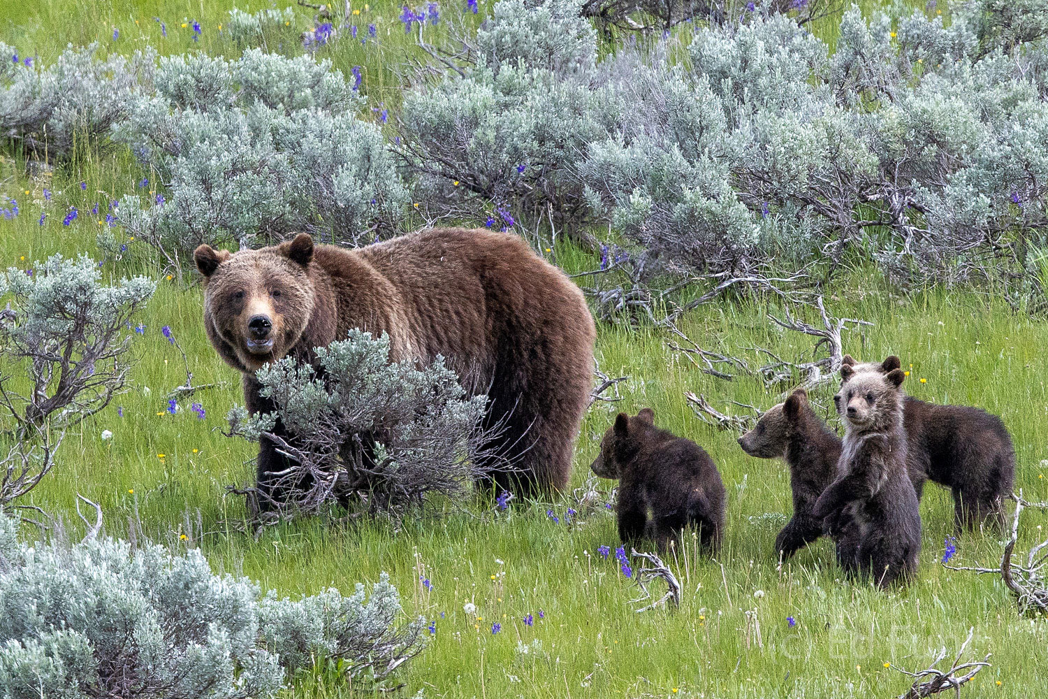 Family Feeding Grizzly 399 and her quad cubs search for food in the sage meadow below.