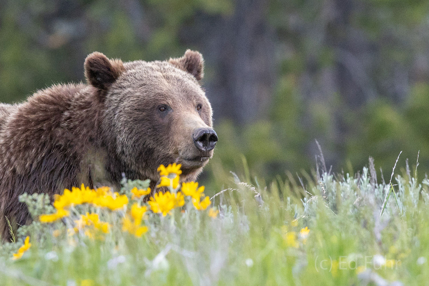 Grizzly 399 peers through summer's wildflowers.