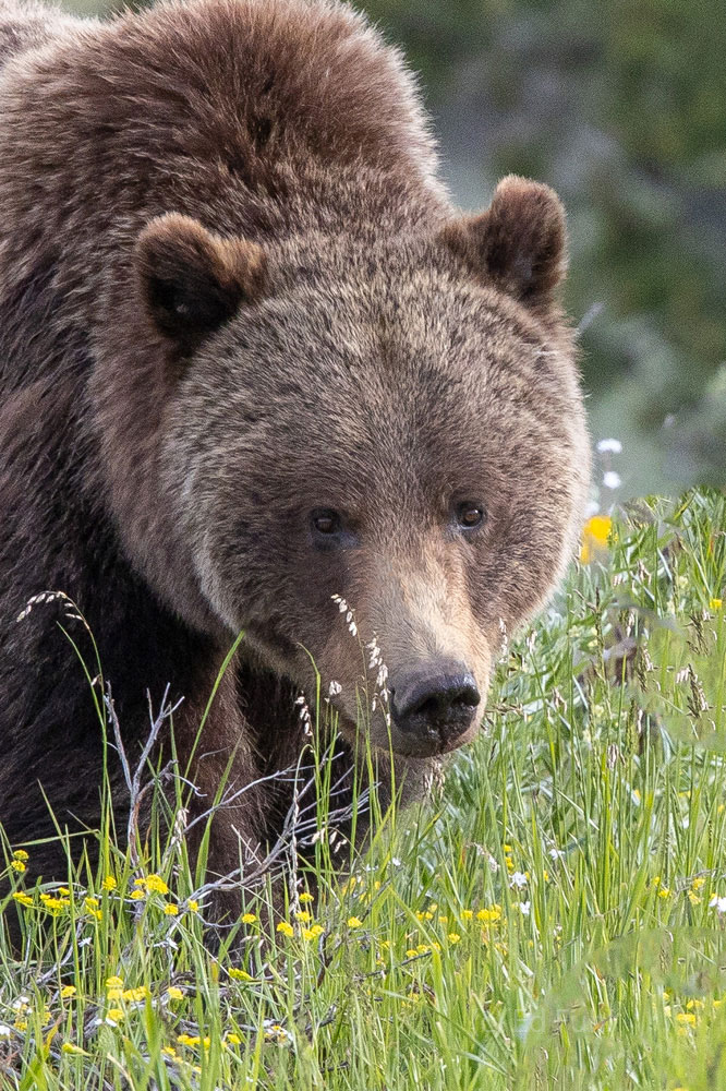 Portrait of Mom Grizzly 399 Portrait