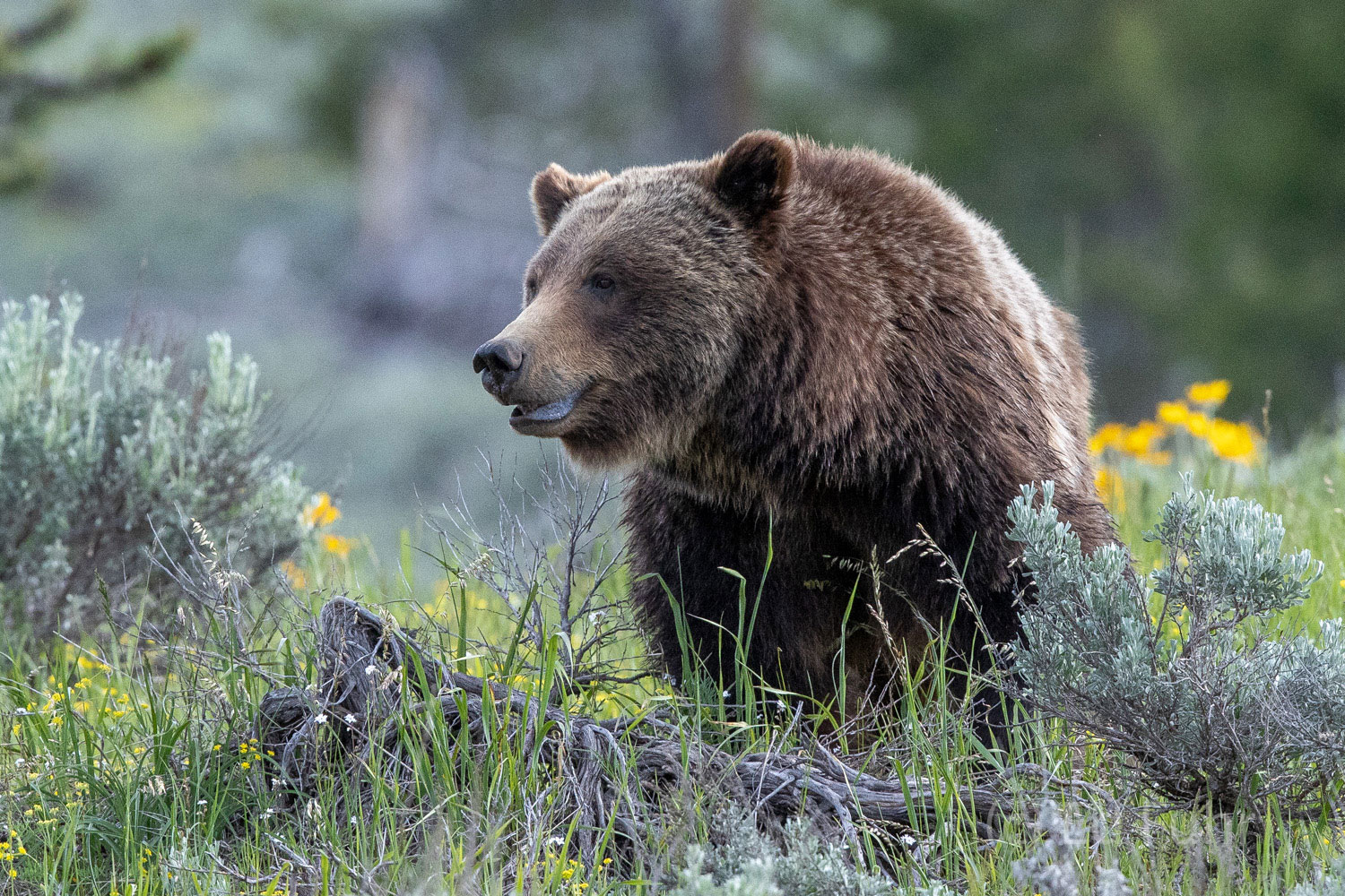 Attentive Grizzly 399 looks carefully in the direction where she has detected a ground squirrel has burrowed.