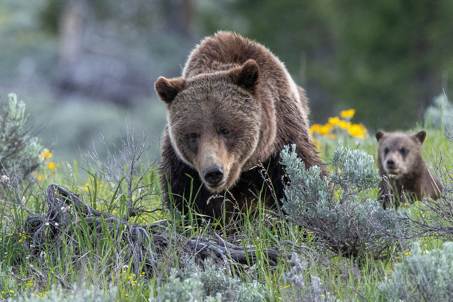 Close Encounter Grizzly 399 and one of her cubs make their way through the sage.