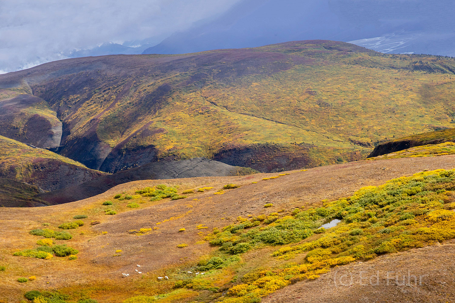 Fall's colors are as spectacular as the season is short on these mountain ridges below the snow and ice line, as a small herd...