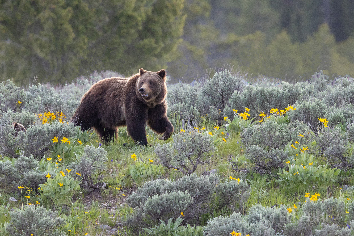 399 on a Ridge Grizzly 399 strides across the ridge. On some days she and her young cubs will travel more than 10 miles.