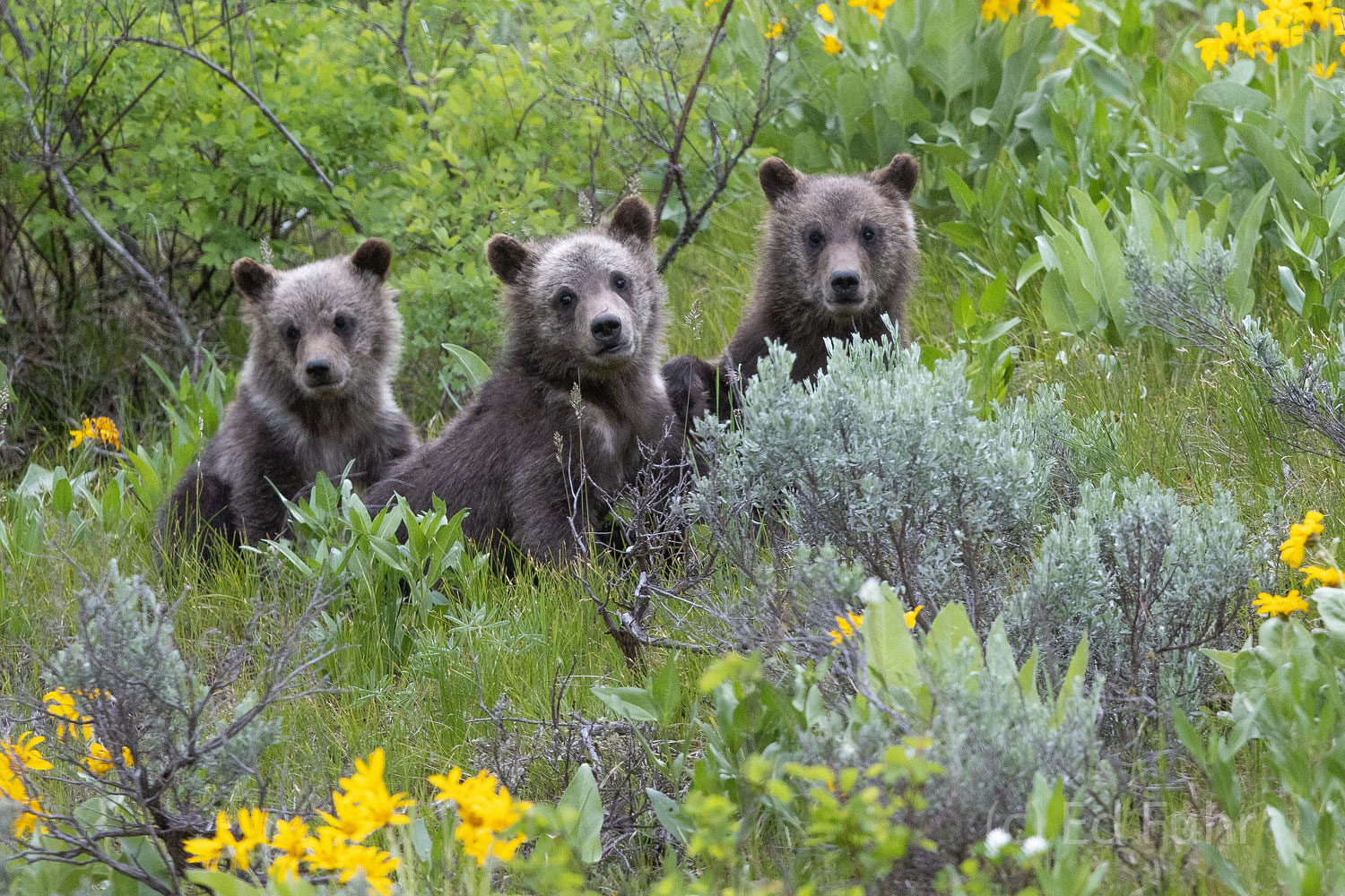 Family Portrait Three of Grizzly 399's quad cubs pause in their play to pose.