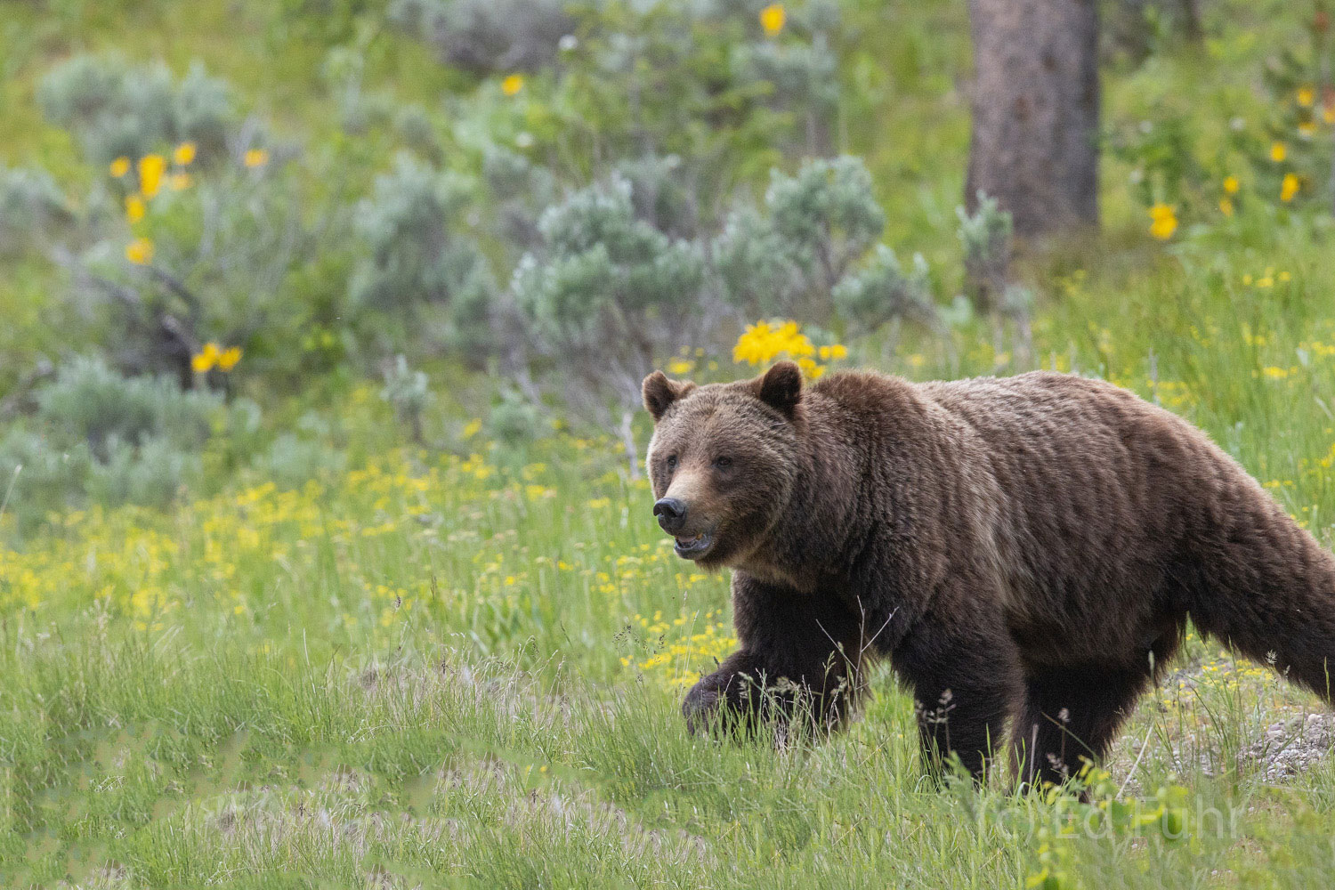 399 Portrait Grizzly 399 cuts an imposing figure.