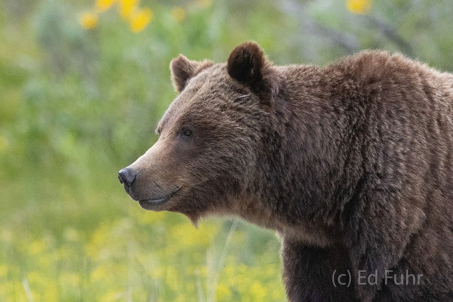 Savage Beauty Grizzly 399 is both beautiful and also incredibly savage. During the spring and early summer, she often kills multiple young...