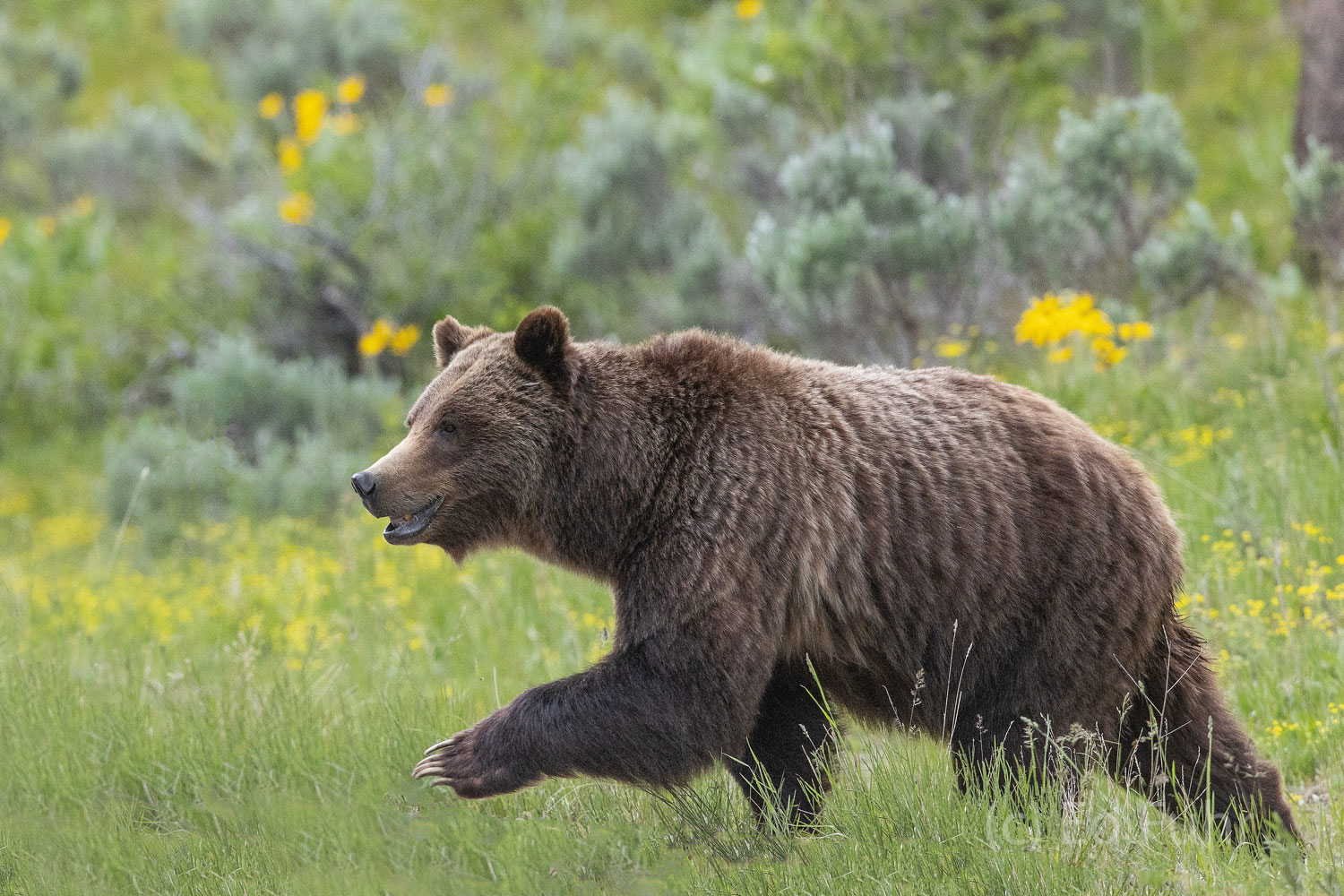 Matriarch Grizzly 399, now some 24 years old and the grand matriarch of the Grand Tetons, is undoubtedly the most famous grizzly bear in...