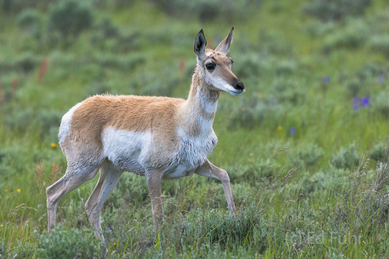 A pronghorn antelope, the fastest animal in the Tetons, pauses for an instant.