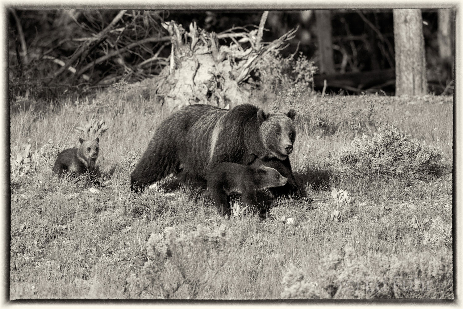 399 and Cubs in Sepia The grizzly bear is perhaps the greatest symbol of our wild west and for the time being has found new protection against hunting...
