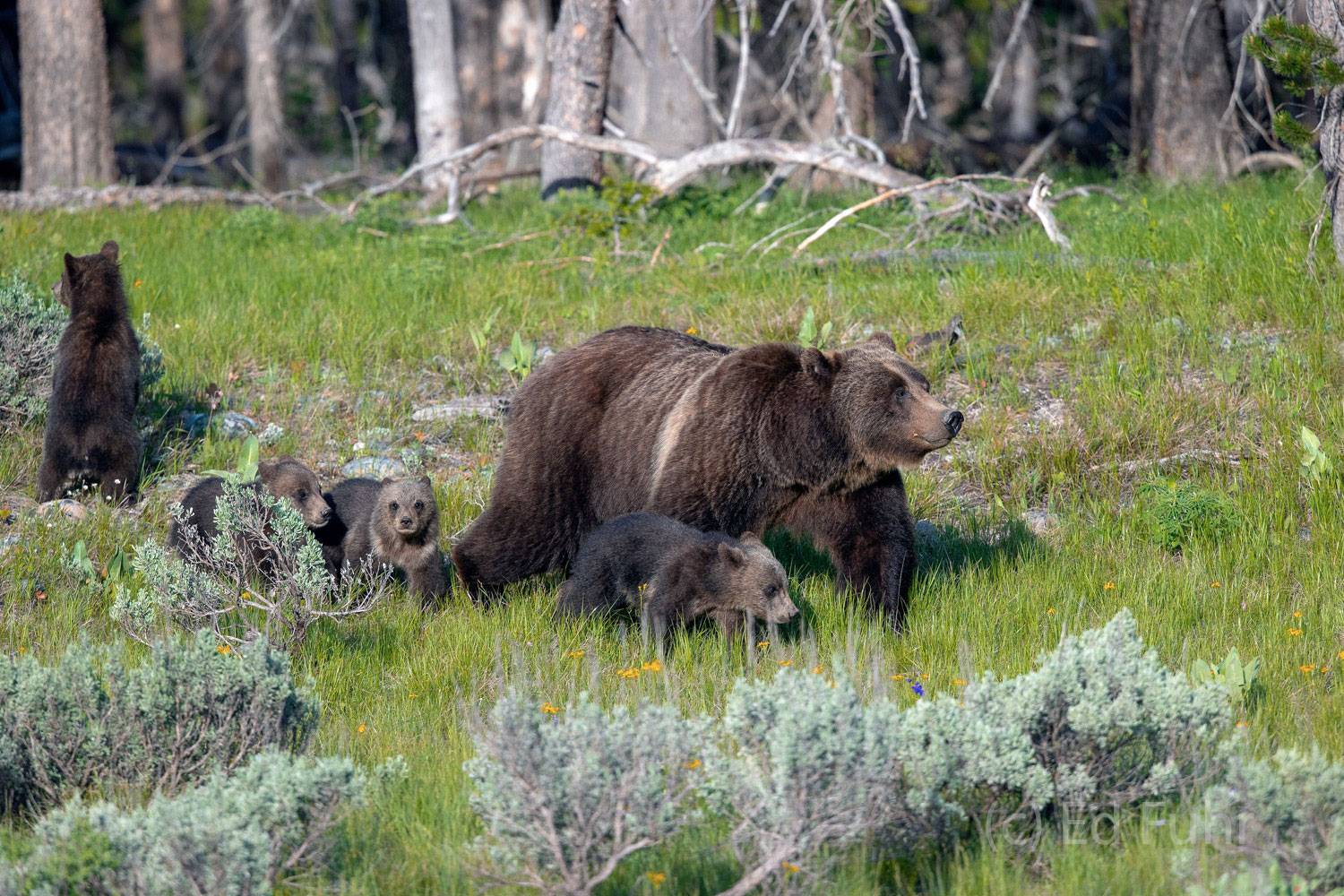 Grizzly 399 leads her cubs down a hillside and into the sagebrush.