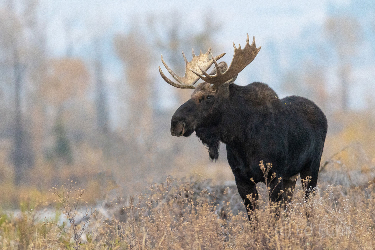 A large bull moose surveys the open sage meadows near the Gros Ventre River bottoms.