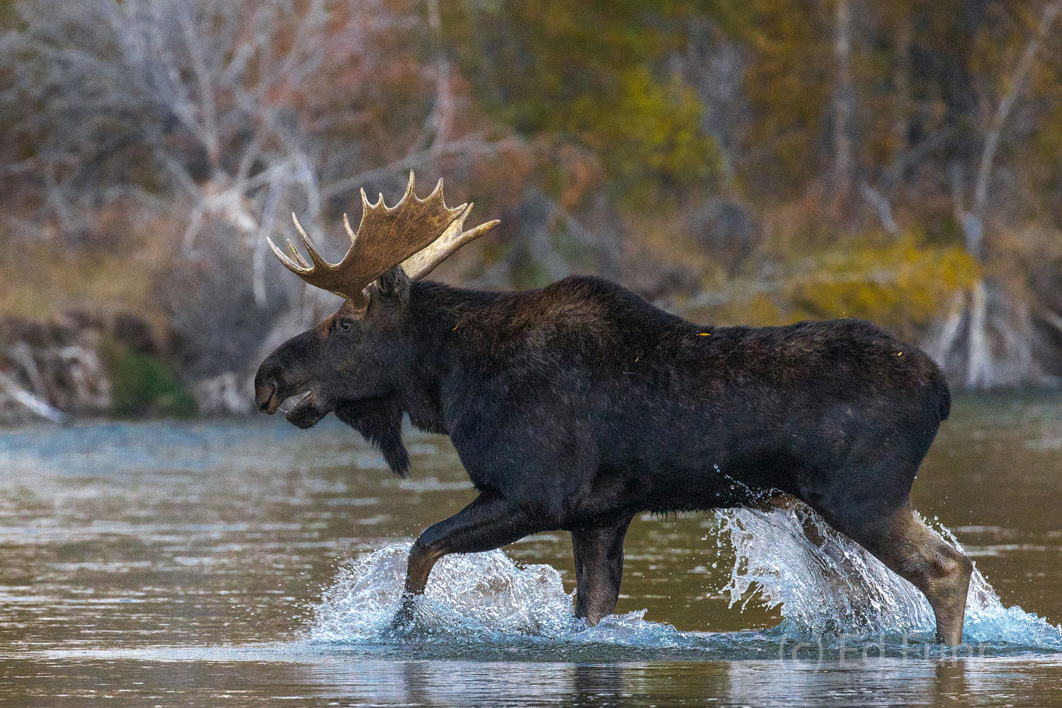 A young bull moose splashes across the Gros Ventre River.