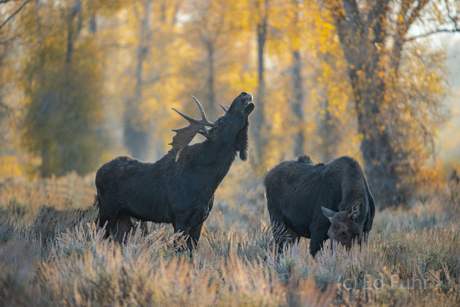 The rut is on and a large bull moose displays a classic Flehmen Response or lip curl, a common response by bull moose when they...