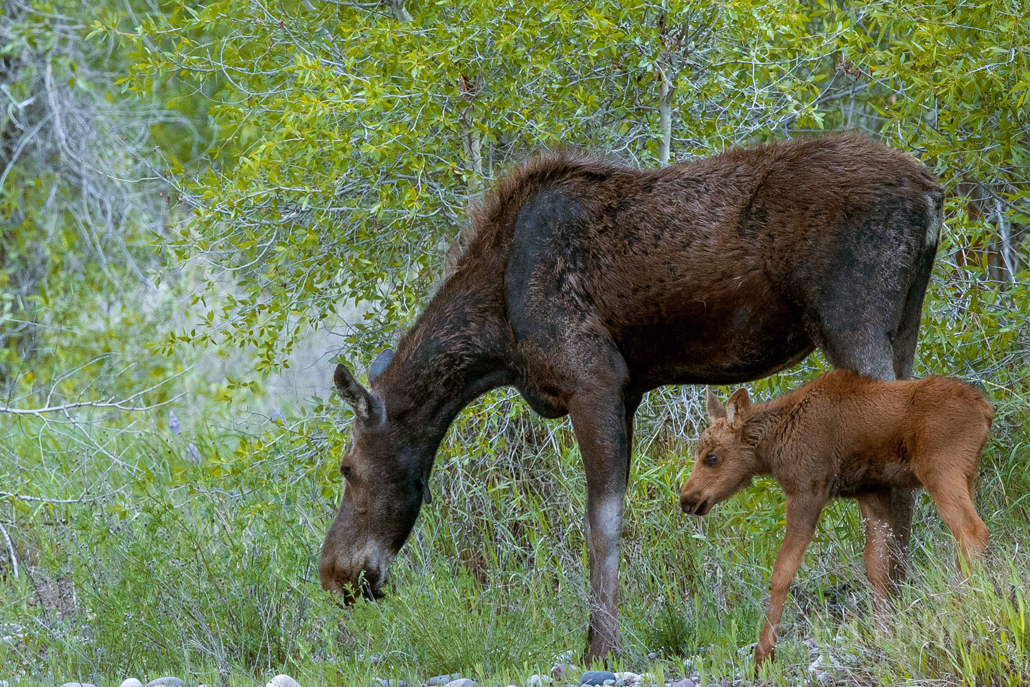 A very young moose follows her mom down to the Gros Ventre river.
