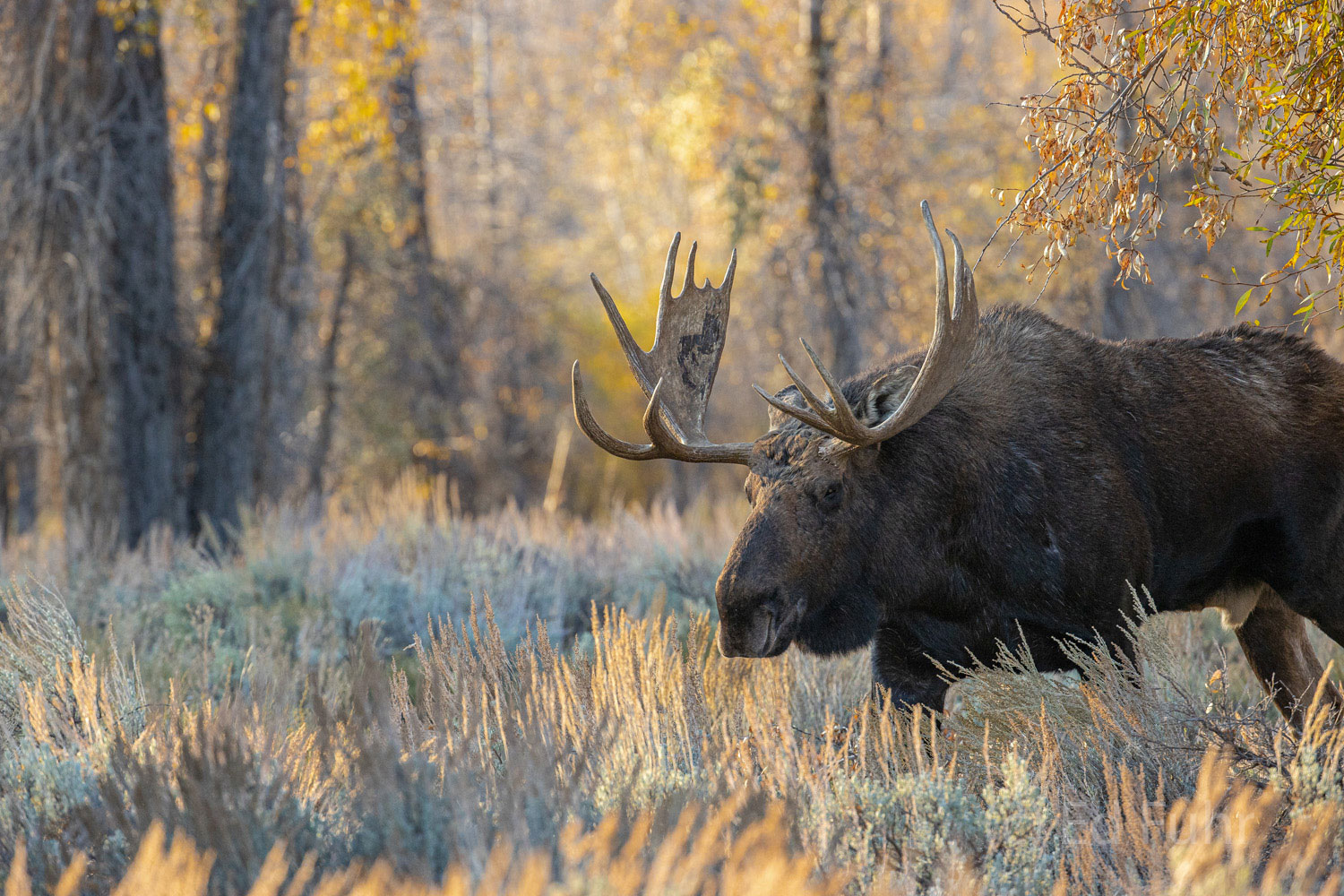 A large and aging bull moose, showing the wear and tear of time, slowly makes his way through the grasses and cottonwoods.