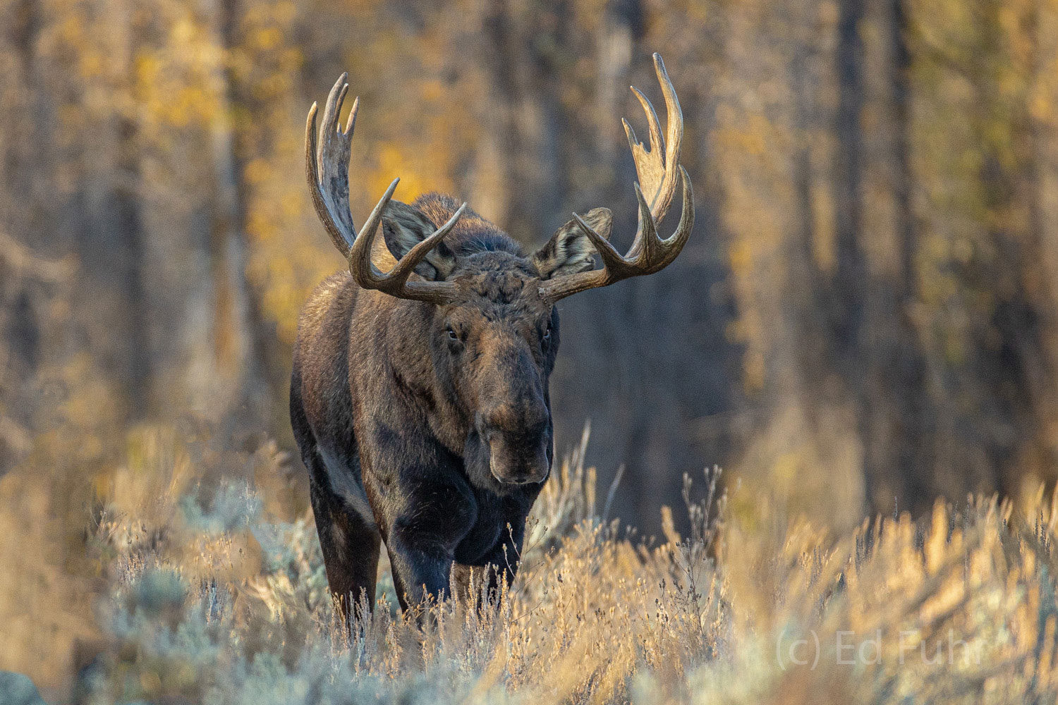 A large bull moose looks for love in a grove of cottonwoods.