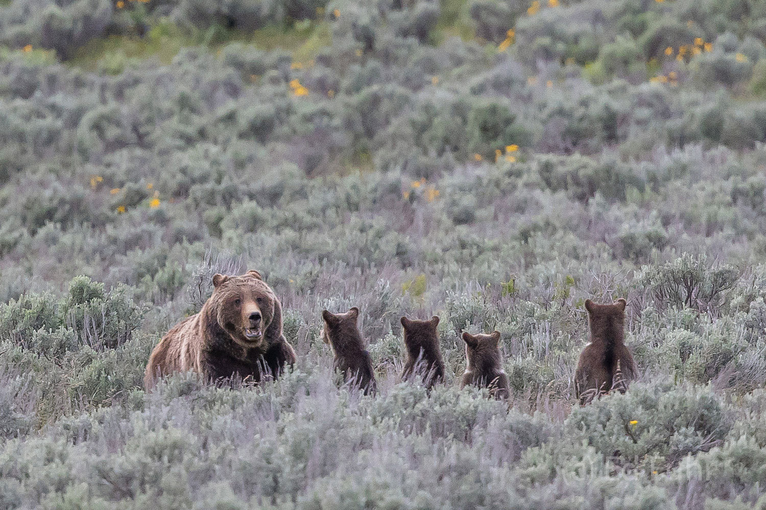 After the Reunion Grizzly 399 has just greeted her daughter 610 and her two subadults but knows any encounter with other grizzlies, even family...