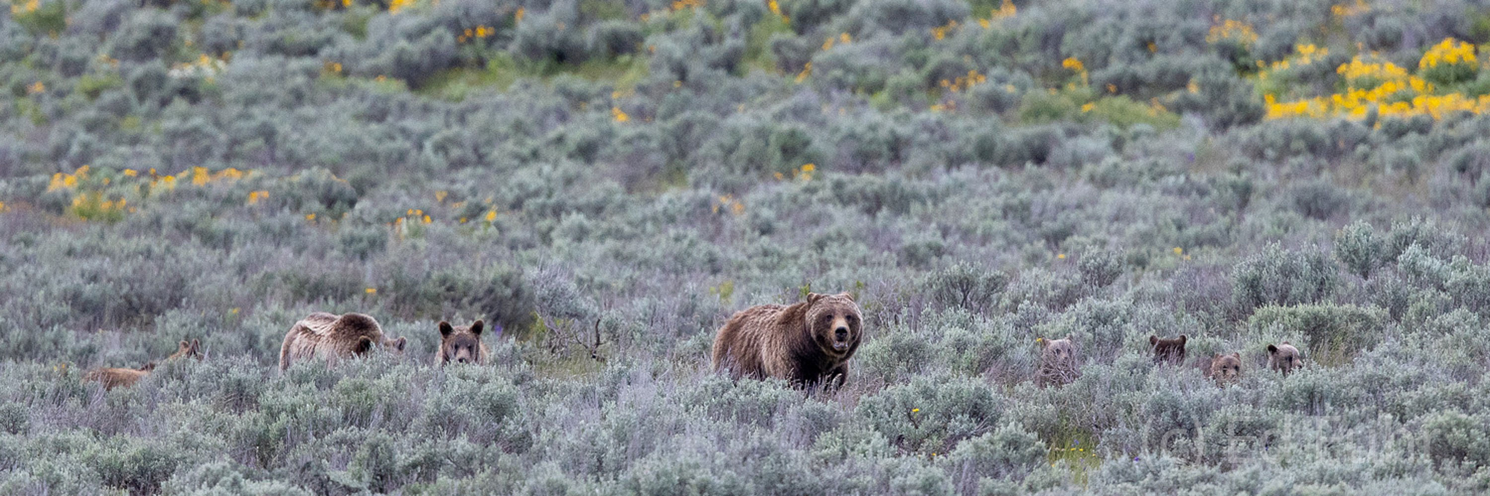 A family reunion breaks out as Grizzly 399 and her four cubs have a brief encounter with Grizzly 610,  and her two subadults....