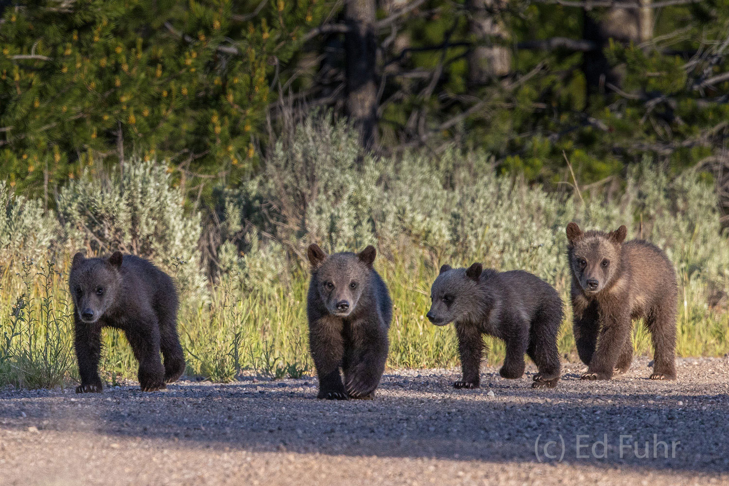 Fab Four Meet the 399's quad cubs, aka the new Fab Four, as they make their way down what must be Abbey Road in Grand Teton National Park...