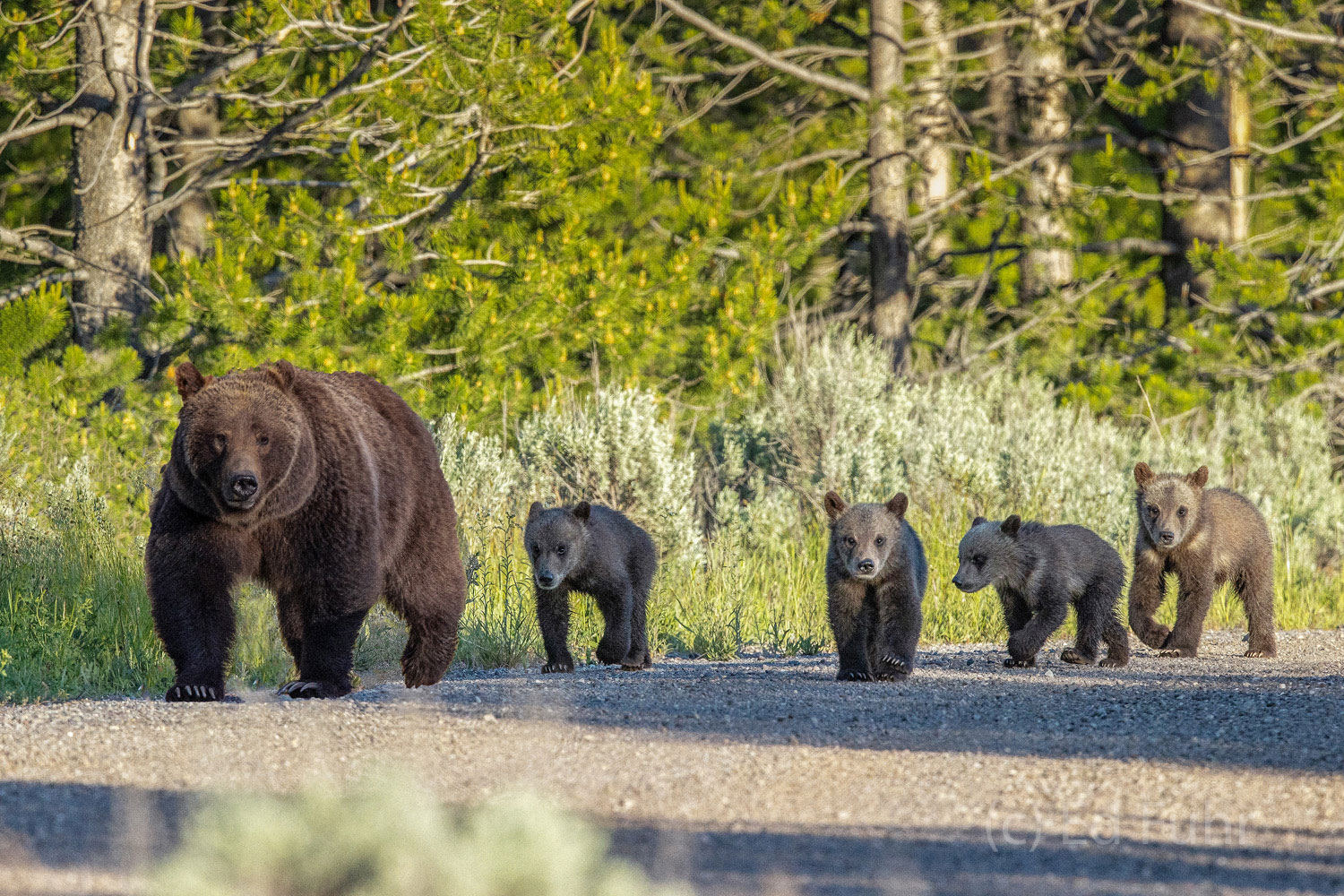 Grizzly 399 leads her quad cubs down a quiet dirt road.