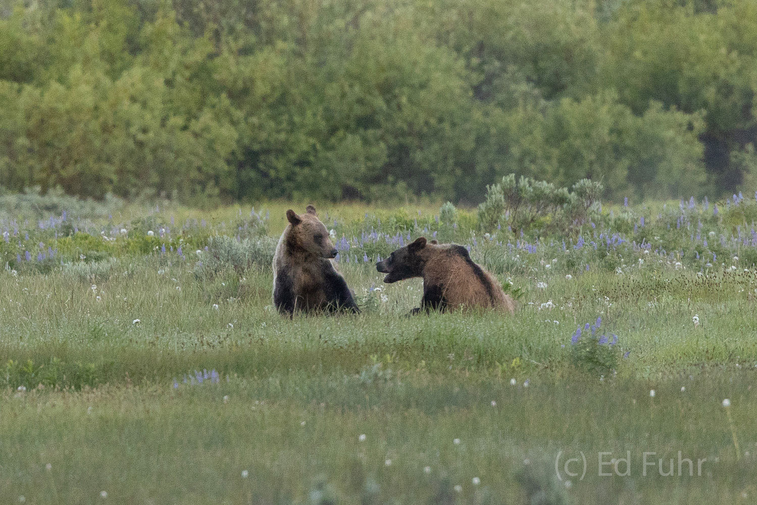 Two subadult cubs of Grizzly 610 play in a far off meadow.
