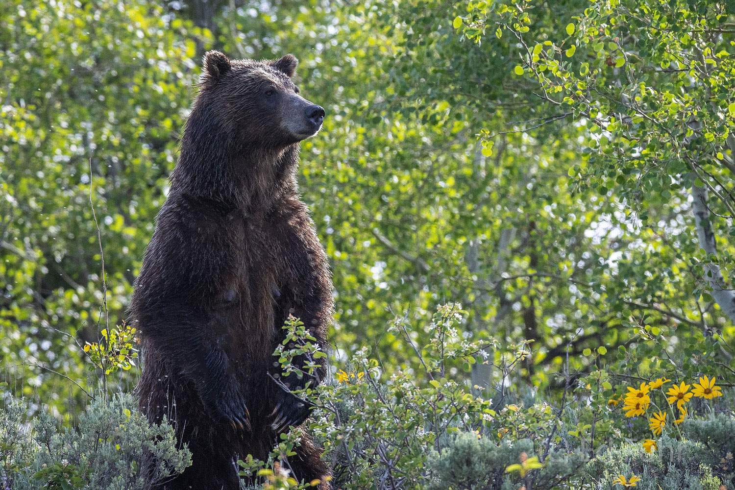 Grizzly 610, one of Grizzly 399's daughters, stands at full attention to peer over the valley below.