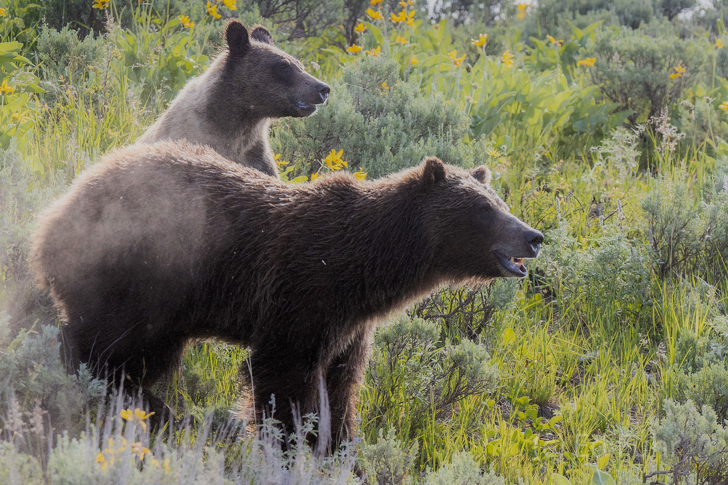 Bluff Charge Grizzly 610 and one of her subadult cubs bluff charge down a hill, kicking up a cloud of dust.