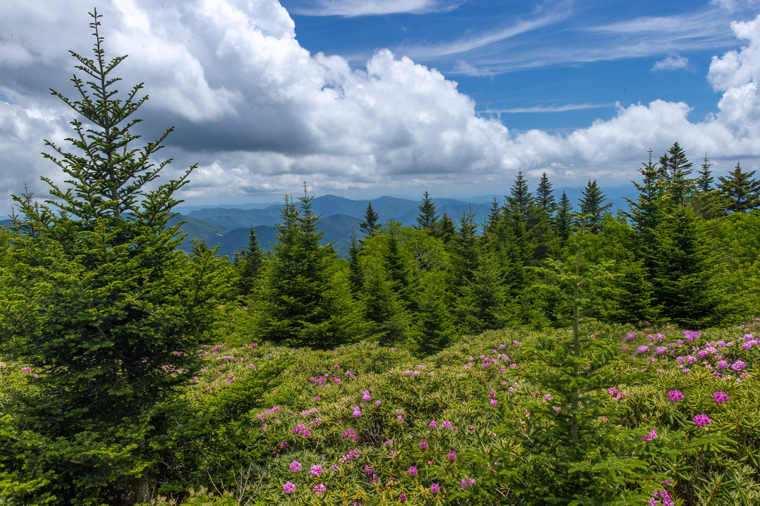 Rhododendron blossoms carpet this  ridge high atop Roan Mountain in early June as ridge after ridge of the Great Smoky Mountains...