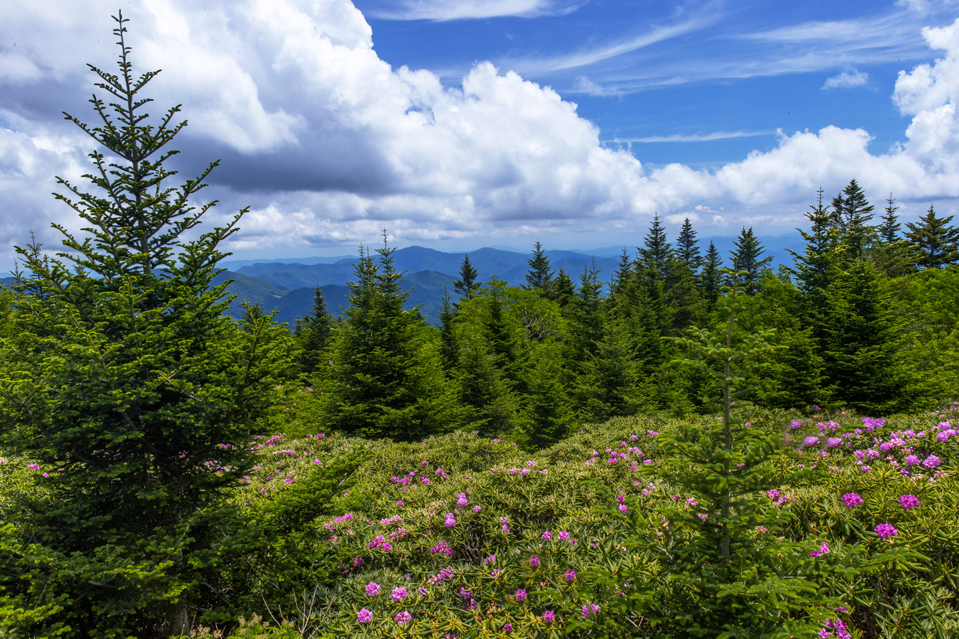 A hillside of rhododendrons falls away with a panoramic view of the mountain ranges that define the Smoky Mountains stretching...