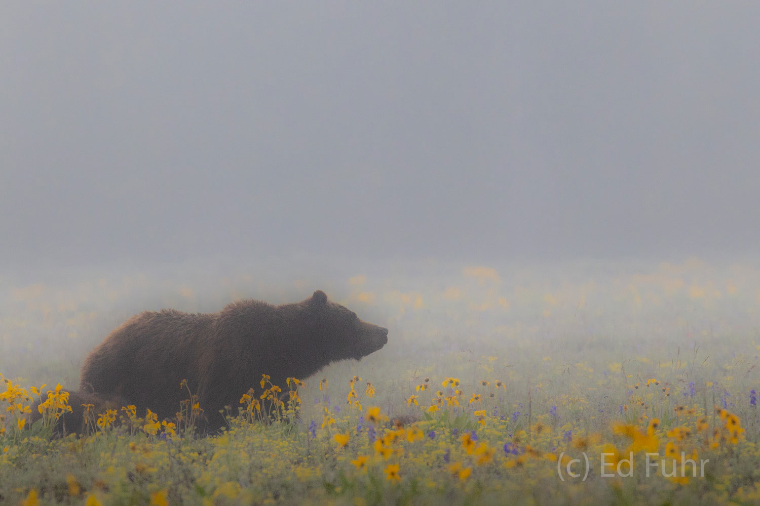 A Foggy Field of Bears Through the fog, Grizzly 399 appears in a dreamy landscape of sage and flowers.