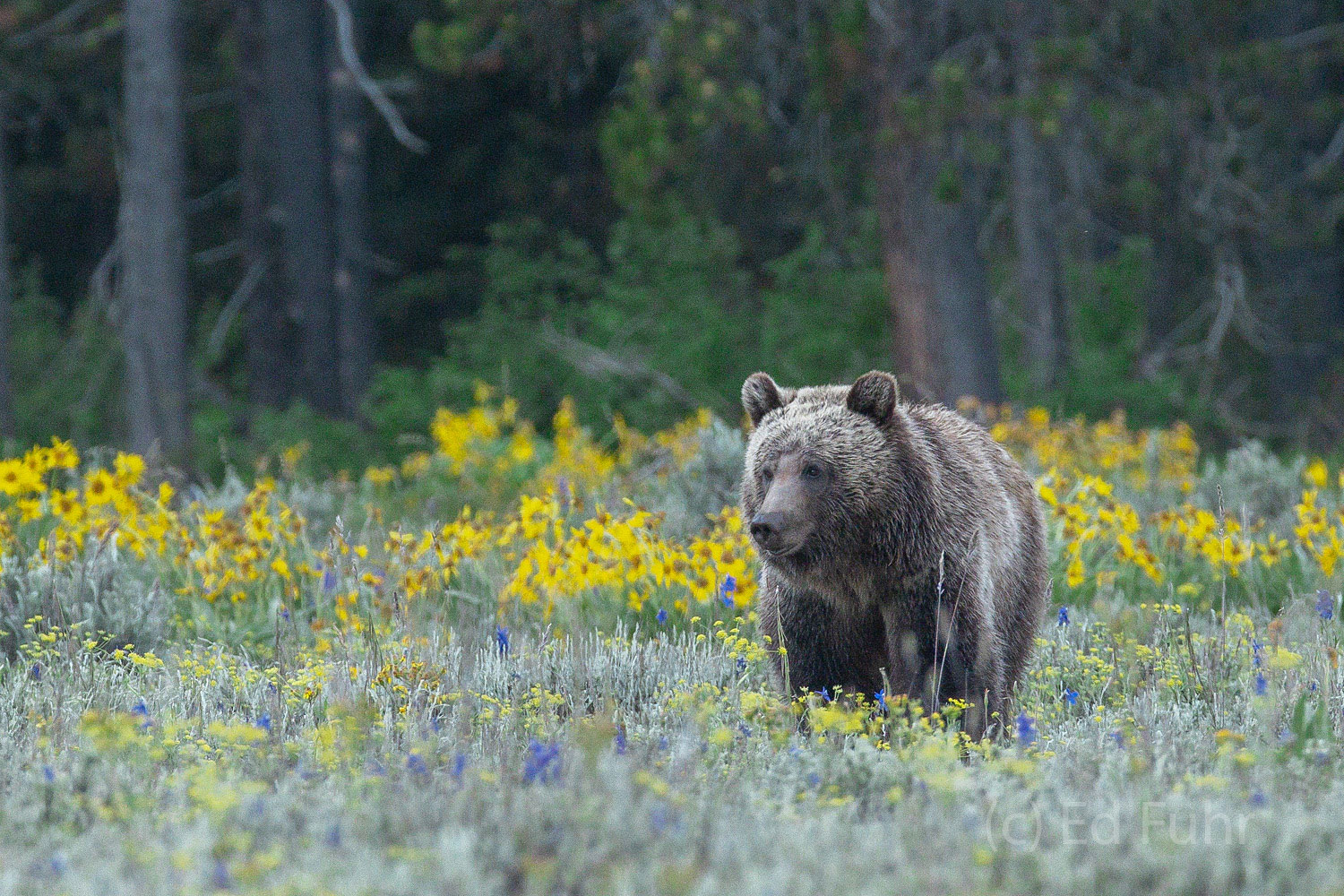 Blondie's Son A young male grizzly, one of Blondie's subadults, walks through a meadow of flowers.