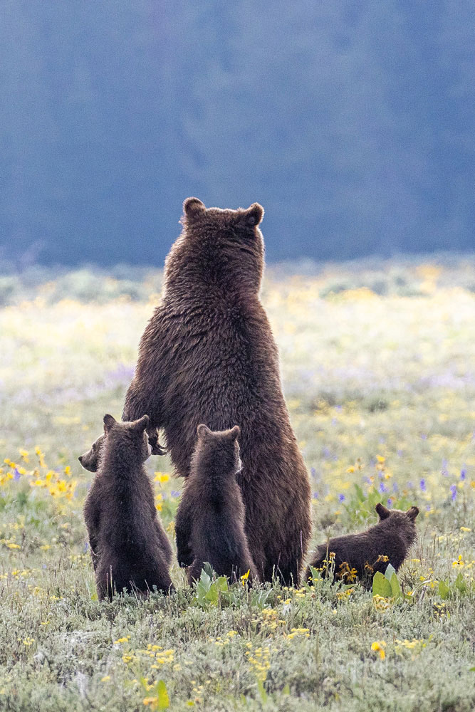 Peering Grizzly 399 stands at full attention to get a better look at one of Blondie's male subadults that has gotten dangerously close...