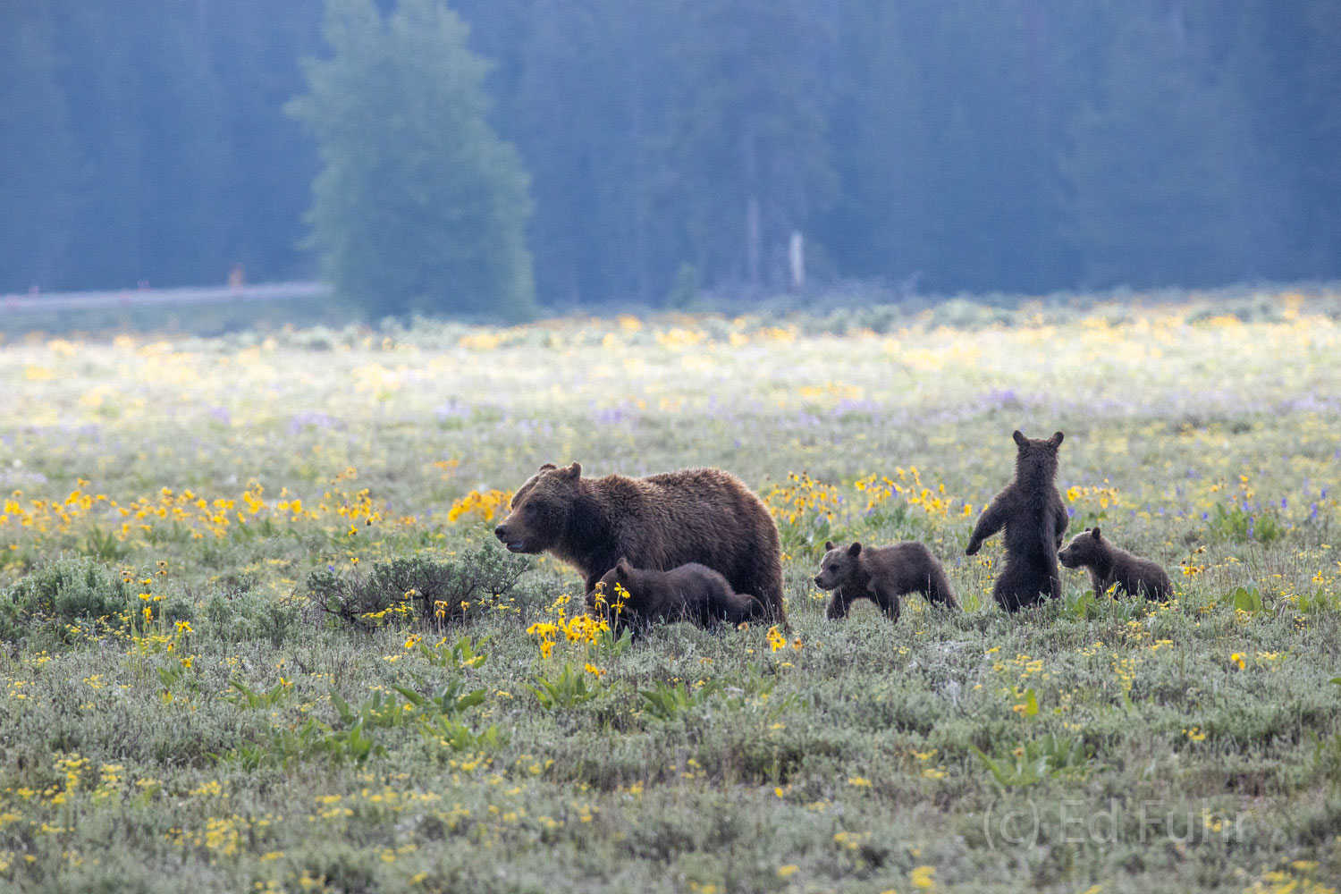 Time to Move On Grizzly 399 leads her cubs away from the meadow when a young male grizzly has approached too close.