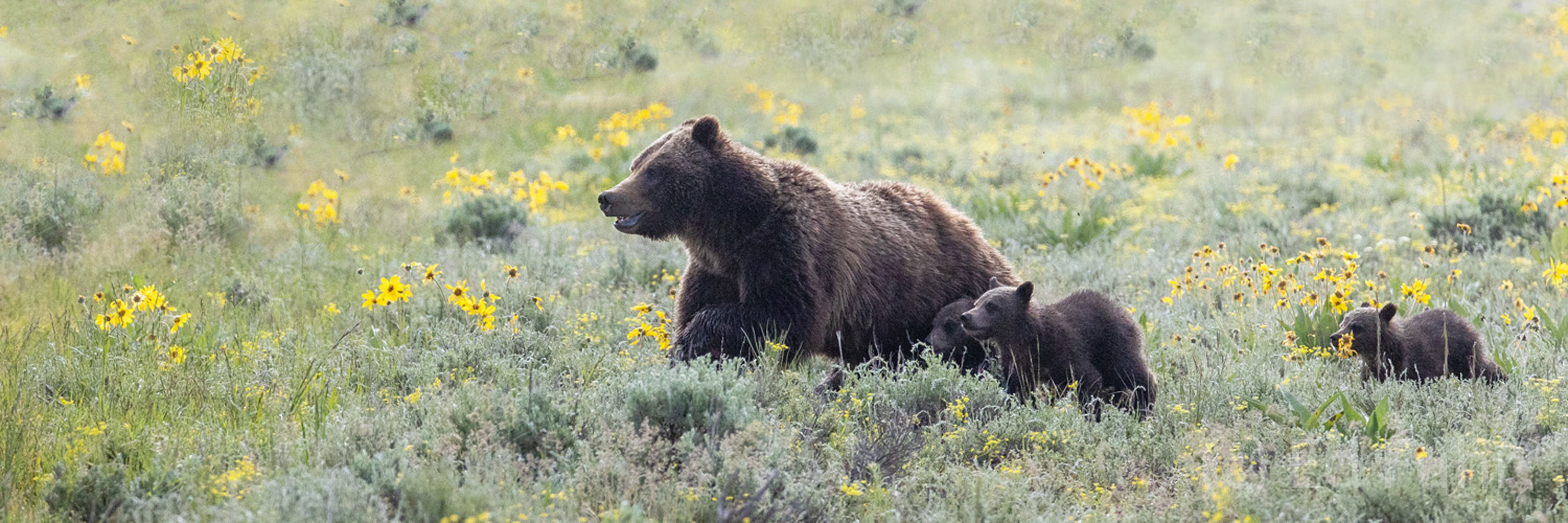 Band On The Run Grizzly 399 and quad cubs on the run.