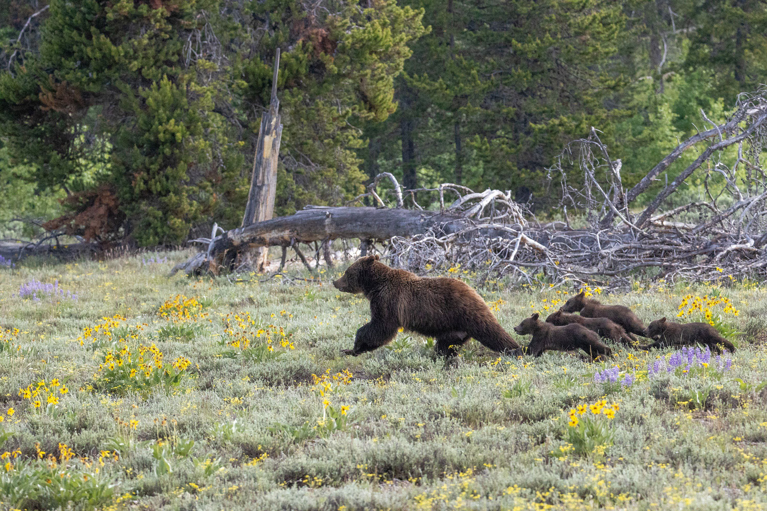 Racing Away Grizzly 399 and her quad cubs race across the open meadow to safety.