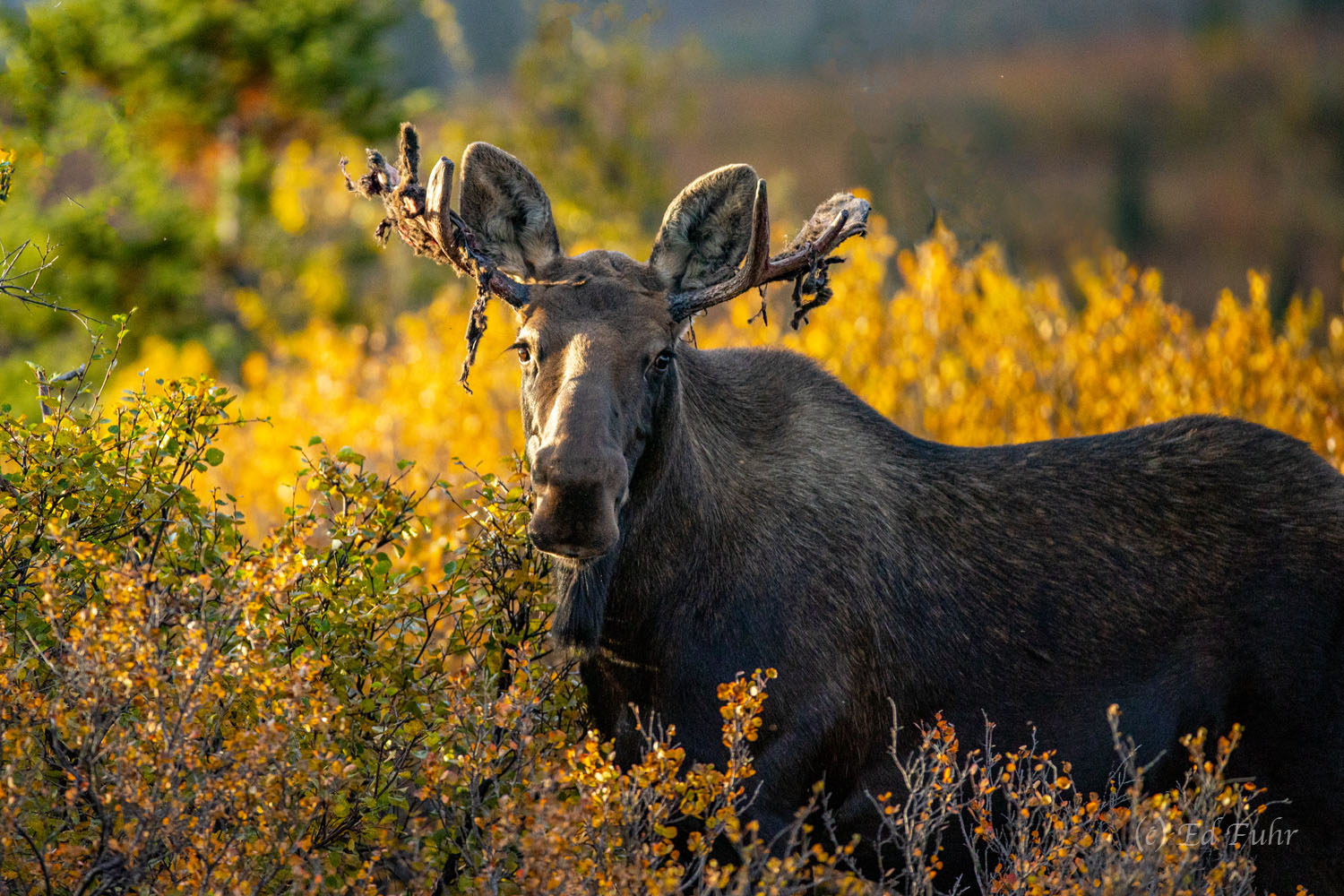 As the rut nears, moose shed the velvet and blood vessels that have coated their antlers during the year.  Their antlers are...