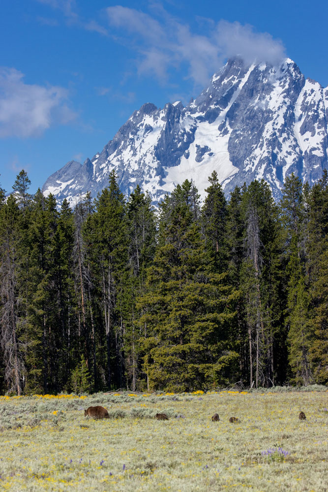 Where Grizzlies Graze Grizzly 399 and her quad cubs cross the meadows below Mount Moran.