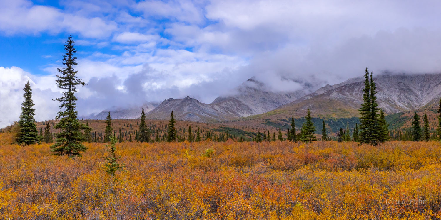 Denali Autumn Panorama Autumn tundra reaches peak colors below Primrose Ridge.