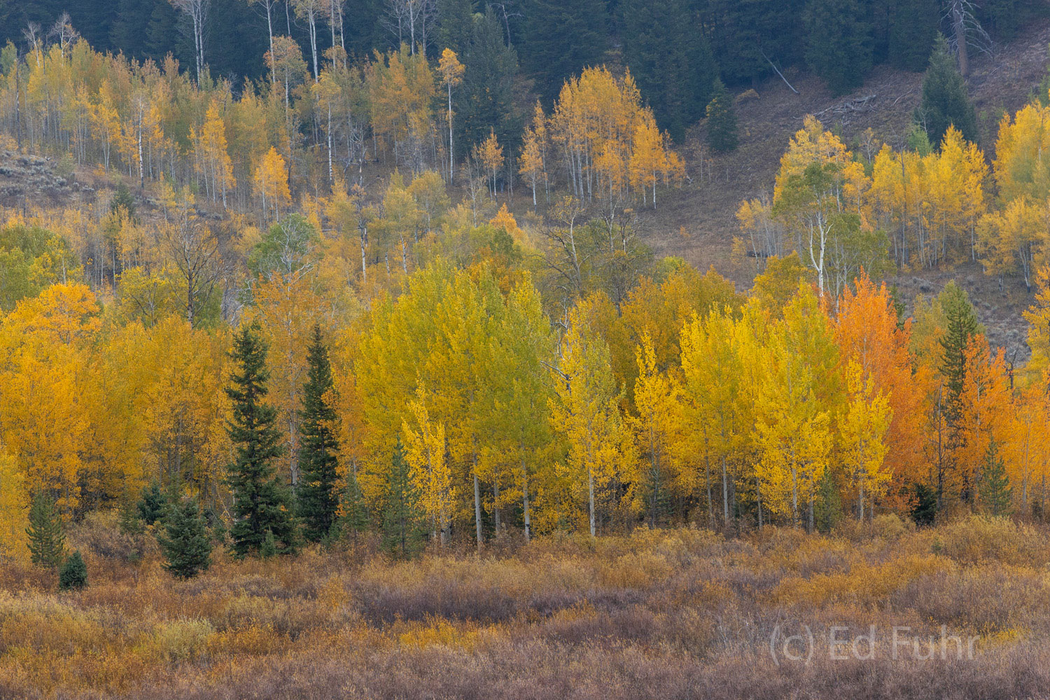 Pines, willows and aspen create an autumn montage near Pacific Creek.