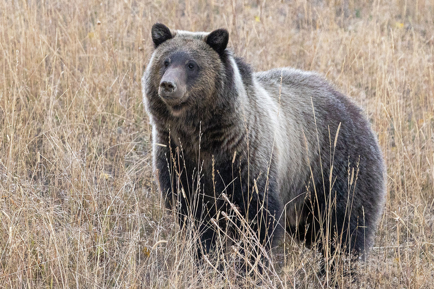 Grizzly 610, daughter of 399, and mother to two large cubs, is in the prime of her life and cuts a powerful figure.