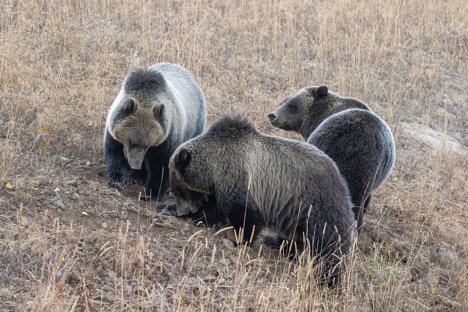 Family Feeding Grizzly 610 and her two large cubs, now more than two years old, root for grubs, ants and yarrow roots along Pacific Creek road...