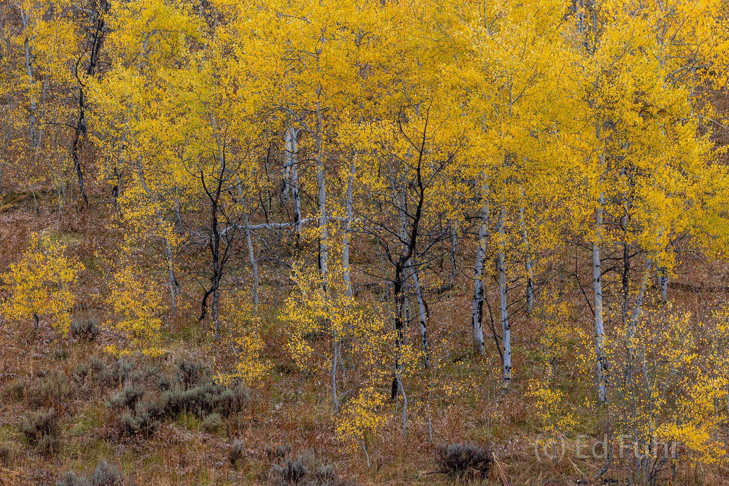 Autumn Aspens on Pacific Creek On this rainy autumn day, a grove of aspen, stands saturated and in peak color.