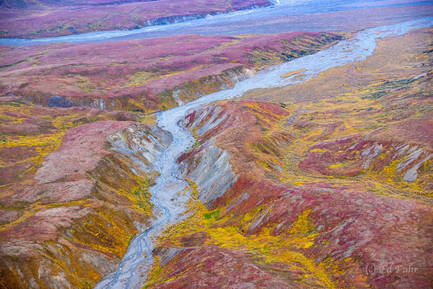 In autumn the Denali valley floor turns a colorful bouquet of colors and hues.