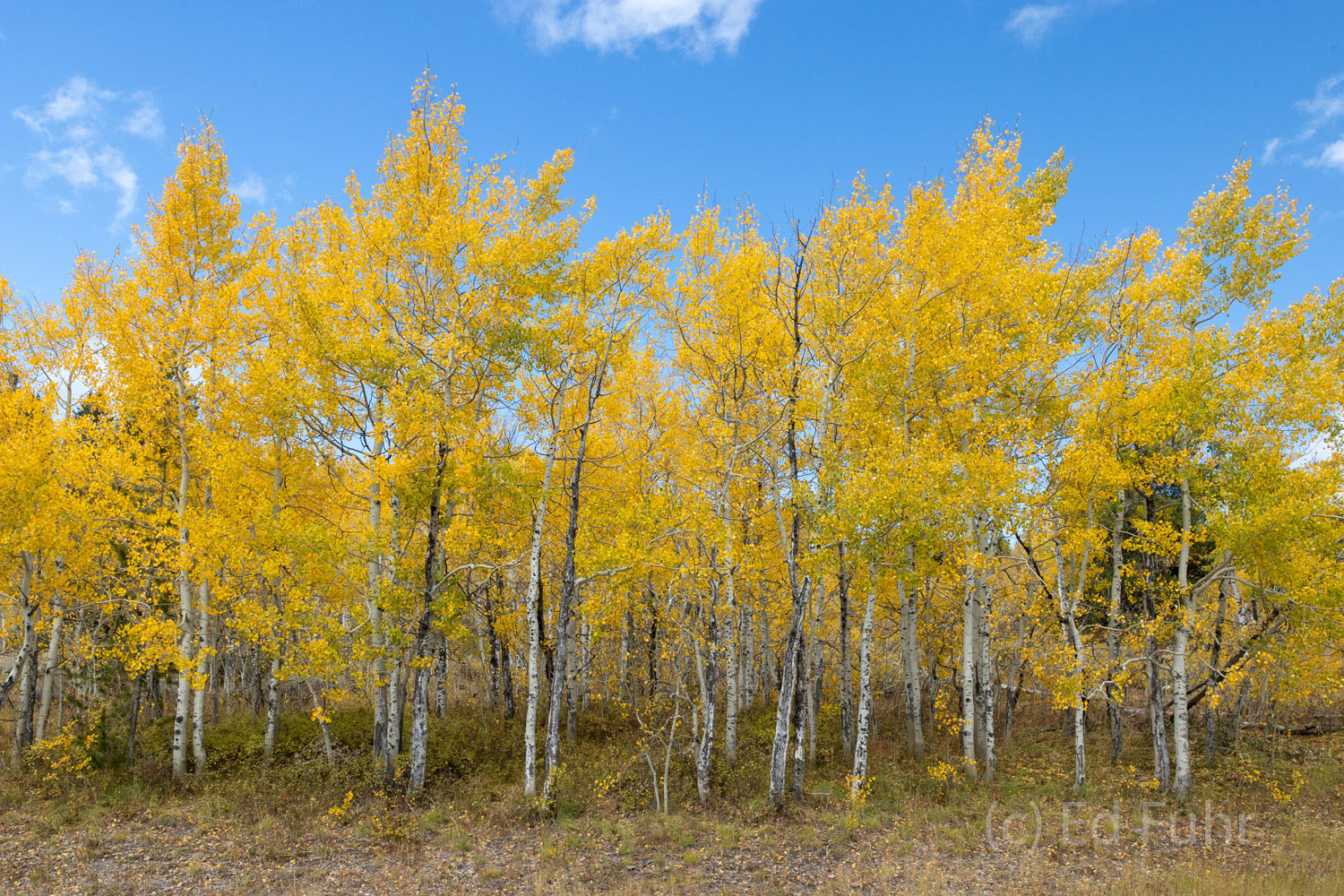 A grove of aspens show off their early yellow foliage against a morning sky.
