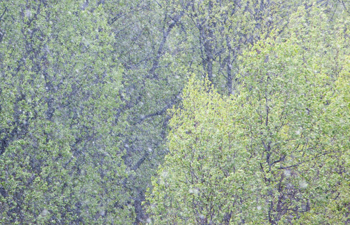 The first snowflakes of an unusually late April snow begin to fly.&nbsp;&nbsp;