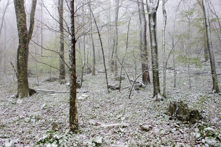 The Edge of Spring 