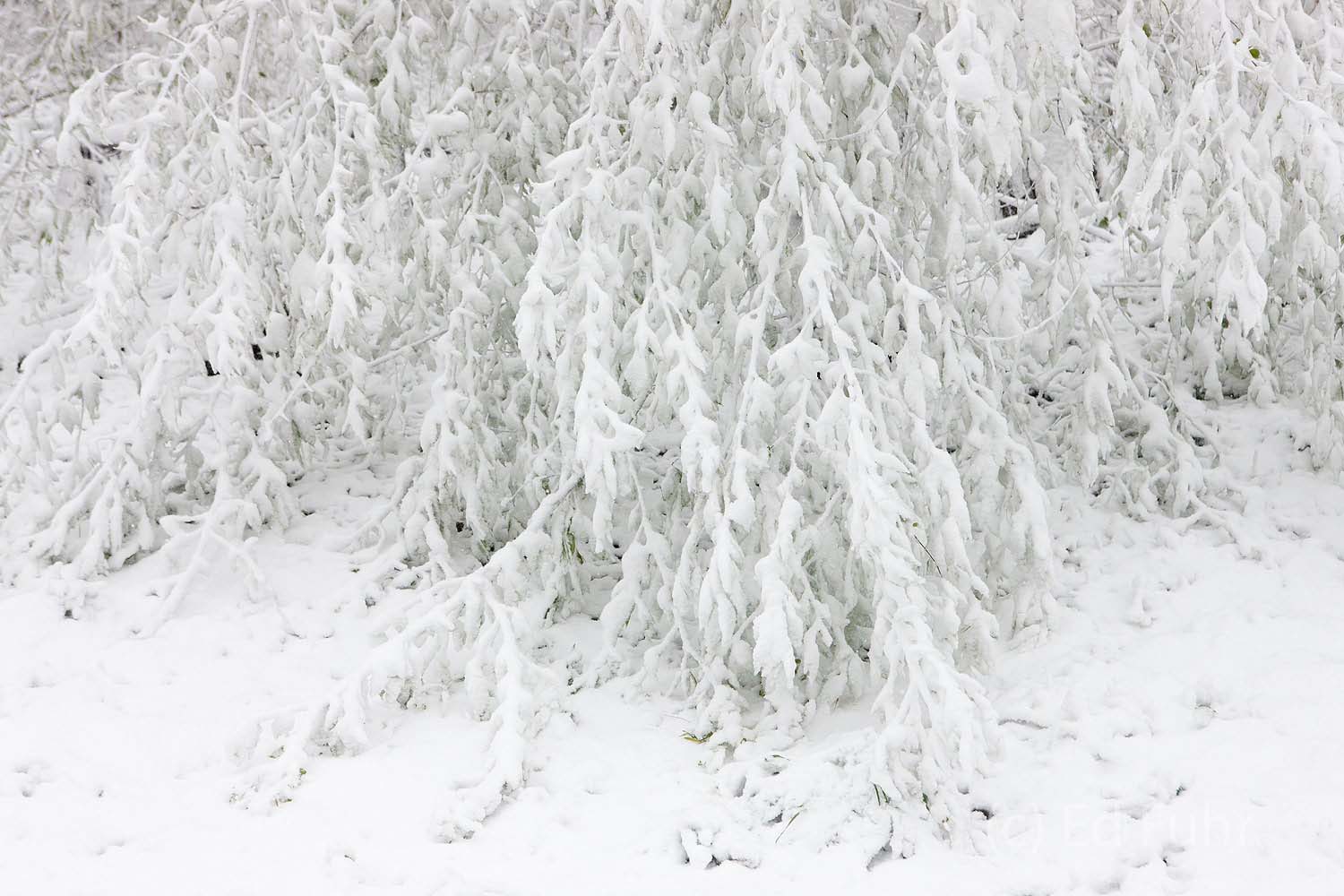 This young evergreen bows under the weight of a heavy wet snow.